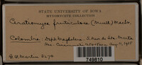 Ceratiomyxa fruticulosa var. fruticulosa image